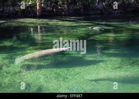 Wild Florida manatee surfacing pour prendre un souffle dans l'eau claire de Blue Spring State Park, en Floride, l'hiver. Banque D'Images