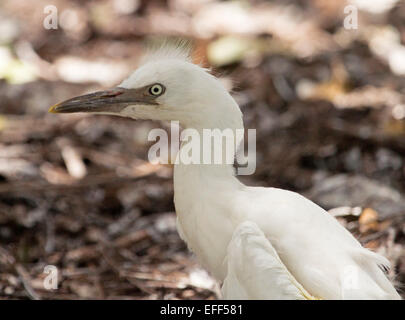 Close-up of young Australian grande aigrette Ardea modesta, Poussin, sur fond de terre contre la végétation des bois brun Banque D'Images