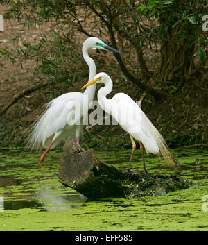 Deux grandes aigrettes, Ardea modesta, mâle et femelle en plumage nuptial sur se connecter dans l'eau des zones humides à rookery Banque D'Images