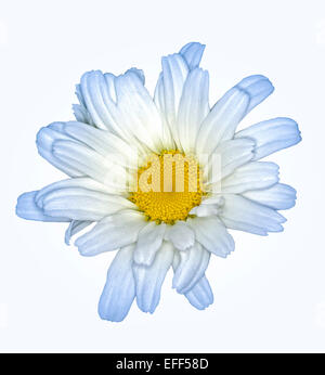 Fleur blanche de Leucanthemum 'daisy' Mai - Marguerite, en bleu clair conseils pour les pétales, against white background Banque D'Images