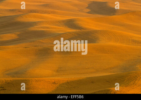 Les champs de blé d'or de l'été dans la région agricole de la Palouse de Washington. USA Banque D'Images