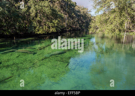 Troupeau de lamantins sauvages eux-mêmes dans le réchauffement l'hiver dans l'eau peu profonde clairs et chauds de Blue Spring State Park, Florida, USA. Banque D'Images