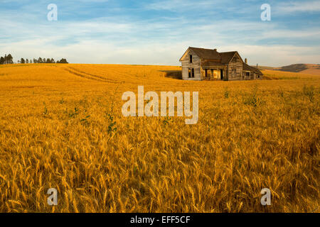 Un vieux homestead tient toujours dans les champs de blé de la région de Palouse près de Washington d'été Pullman. Banque D'Images