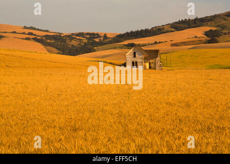 Un vieux homestead tient toujours dans les champs de blé de la région de Palouse près de Washington d'été Pullman. Banque D'Images