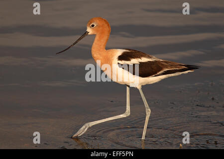 L'Avocette d'un lentement de chasse le long de la rive. Banque D'Images