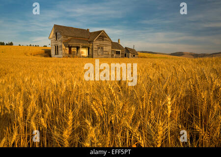 Un vieux homestead tient toujours dans les champs de blé de la région de Palouse près de Washington d'été Pullman. Banque D'Images