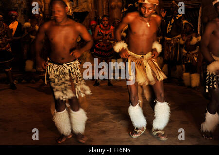 Danseurs mâles adultes en robe traditionnelle Zulu warrior l'exécution d'une danse de guerre à l'événement de divertissement culturel pour les touristes, Shakaland, KwaZulu-Natal Banque D'Images