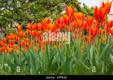 Domaine de tulipes orange et rouge brillant au printemps. Banque D'Images