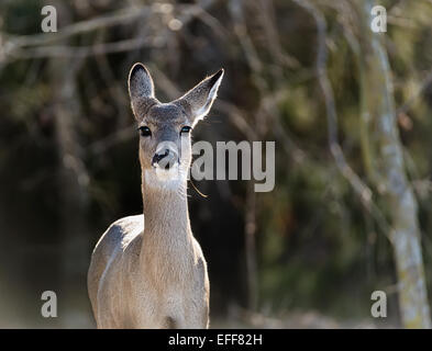 Libre d'un jeune cerf de Virginie (Odocoileus virginianus) dans les bois Banque D'Images