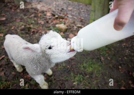 Nouveau né abandonné de la bouteille de lait de consommation d'agneau Banque D'Images