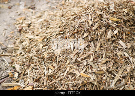 Le paillis de copeaux de bois sur le terrain, jardin Banque D'Images