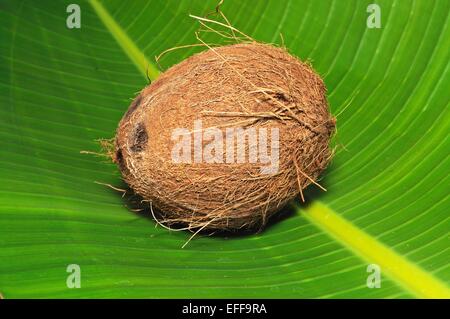 Ensemble de la noix de coco dans une grande feuille verte. Banque D'Images