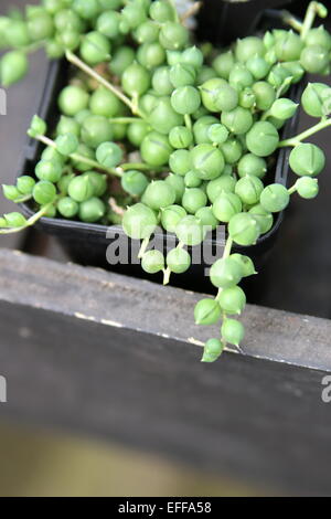 Senecio rowleyanus collier de perles succulentes dans un pot Banque D'Images