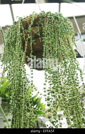 Senecio rowleyanus collier de perles de plus en plus succulents en suspension Banque D'Images
