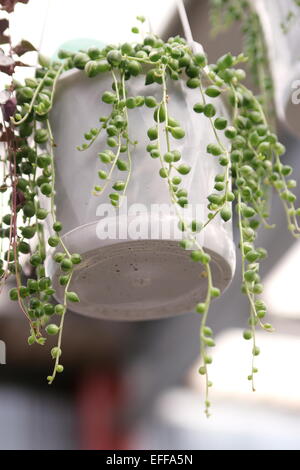 Senecio rowleyanus collier de perles succulentes Banque D'Images