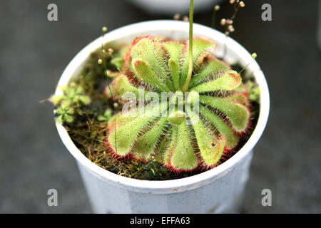 Drosera tokaiensis rossolis dans un pot Banque D'Images