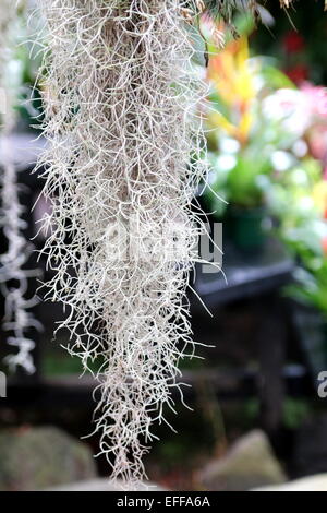 Old Man's Beard, plantes, Tillandsia usneoides mousse espagnole Banque D'Images