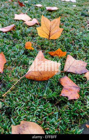 Les feuilles d'automne sur le dessus de la couverture d'If Banque D'Images