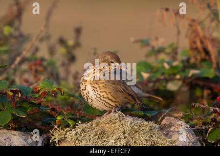 Grive musicienne Turdus philomelos seul Cornwall ; UK Banque D'Images