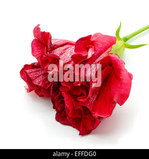 Belle fleur d'Hibiscus rouge isolé sur fond blanc Banque D'Images