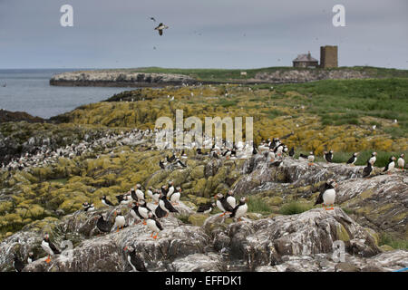 Macareux moine (Fratercula arctica) colonie sur l'île d'agrafage Iles Farne ; Northumberland ; UK Banque D'Images