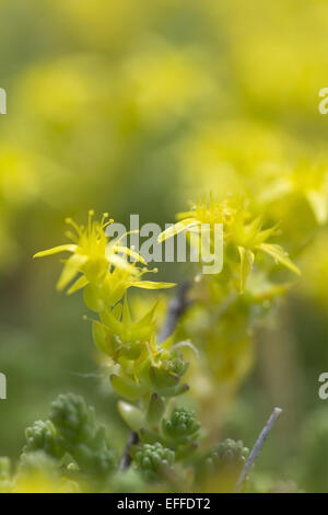 Mossy Stonecrop jaune, macro. Banque D'Images