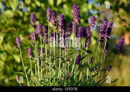 Dans un jardin de buissons de lavande, Ostergotland, Suède en juin. Banque D'Images