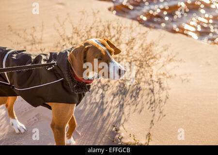 Hound Dog dans un manteau sur la plage Banque D'Images