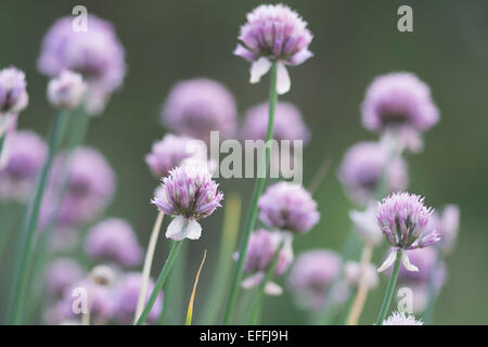 Trifolium pratense est une espèce de trèfle, originaire d'Europe, Asie occidentale et Afrique du nord-ouest. Banque D'Images