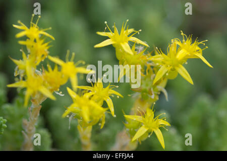 Mossy Stonecrop jaune macro, en juin, la Suède Värmland. Banque D'Images