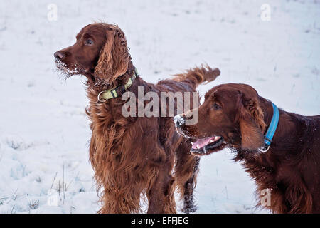 La plaine de Salisbury, Wiltshire, Royaume-Uni. 3 Février, 2015. Météo France : Setter Irlandais enoying la première neige de l'hiver sur la plaine. Crédit : John Eccles/Alamy Live News Banque D'Images