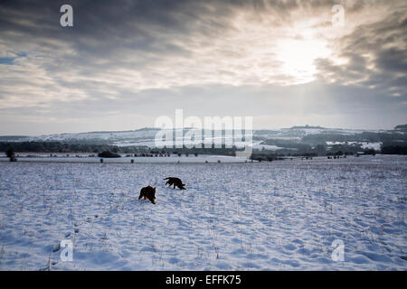 La plaine de Salisbury, Wiltshire, Royaume-Uni. 3 Février, 2015. Météo France : Setter Irlandais enoying la première neige de l'hiver sur la plaine. Crédit : John Eccles/Alamy Live News Banque D'Images