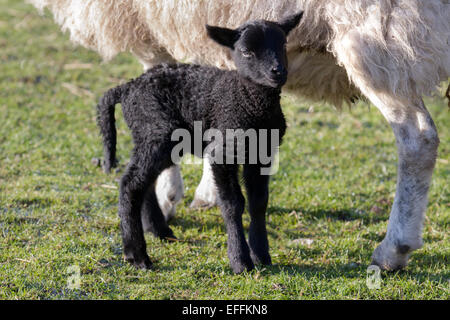 Jacob Sheep brebis avec l'agneau noir nouveau-né.Les animaux de la ferme sont habituellement prévus pour donner naissance autour de l'école à mi-mandat dans deux semaines.Saison de lamping à Windmill Animal Farm, Southport, Merseyside, Royaume-Uni. Banque D'Images