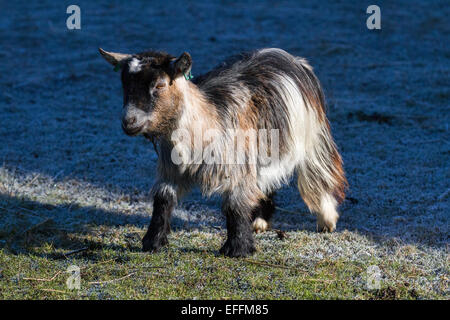 Mini Pygmy Goat à Southport, Merseyside, Royaume-Uni.3 février 2015.Météo au Royaume-Uni : températures de -9C réenregistrées dans Southport.Les animaux domestiques de la ferme ont subi une nuit froide et émergent maintenant des abris pour se réchauffer au soleil éclatant. Banque D'Images