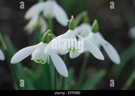 Galanthus x Allenii date de 1890 lorsqu'il a été découvert dans le célèbre James Allen jardin snowdrop à Somerset, Royaume-Uni. Banque D'Images