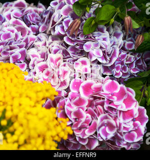 Mimosa et l'hydrangea sur le marché Banque D'Images