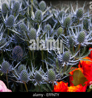 Burr dans le panier bleu Banque D'Images