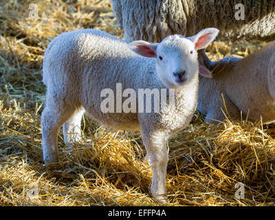 Nouveaux nés agneaux à Southport, Merseyside, Royaume-Uni. 3 Février, 2015. La saison d'agnelage au Moulin La Ferme des animaux. Il s'agit de Dorset & Texel Cross agneaux nés pour le marché de Mars. Animaux de la ferme sont généralement prévues pour donner naissance autour de l'école mi-terme. Banque D'Images