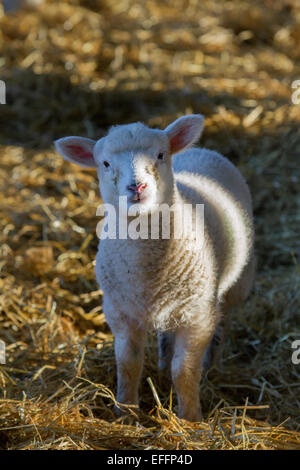 Southport, Merseyside, Royaume-Uni. 3 Février, 2015. La saison d'agnelage au Moulin La Ferme des animaux. Il s'agit de Dorset & Texel Cross agneaux nés pour le marché de Mars. Animaux de la ferme sont généralement prévues pour donner naissance autour de l'école mi-terme dans deux semaines. Moulin La Ferme des animaux a été ouvert au public en 1992, et offre aux visiteurs la chance de découvrir le fonctionnement de tous les jours une véritable ferme tout en ayant la chance de regarder, de nourrir, de toucher et de jouer avec les animaux. Credit : Mar Photographics/Alamy Live News Banque D'Images