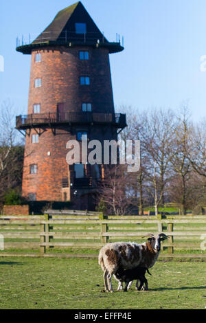 Moulin converti à Southport, Merseyside, Royaume-Uni. 3 février 2015. Saison De Laminage À La Ferme Des Animaux Du Moulin. Jacob Sheep avec de l'agneau noir nouveau-né. Les animaux de la ferme sont généralement prévus pour donner naissance autour de l'école à mi-parcours en deux semaines comme attraction pour les enfants. Banque D'Images