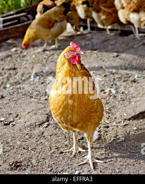 Brown poulet dans les enclos au sol Banque D'Images