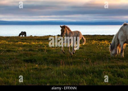 Un jeune poulain s'exécutant dans le coucher du soleil près de Hofsos à Skagafjordur, Islande. Le pâturage des chevaux à proximité. Banque D'Images