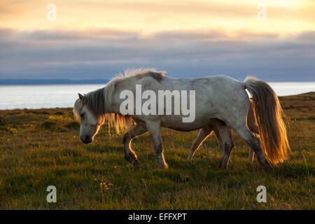 Mare balade au coucher du soleil près de Hofsos à Skagafjordur, Islande. Poulain marche sur le côté. Banque D'Images