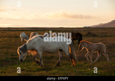 Une Jument et poulain balade au coucher du soleil près de Hofsos à Skagafjordur, Islande. D'autres chevaux qui broutent à proximité. Banque D'Images