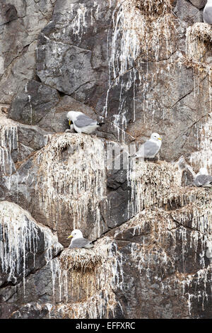 Les mouettes tridactyles nichent sur une falaise, sur une île de Breidafjordur, Islande. Banque D'Images