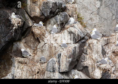 Les mouettes tridactyles nichent sur une falaise, sur une île de Breidafjordur, Islande. Banque D'Images