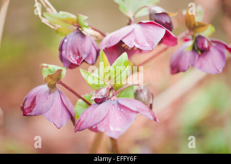 Helleborus orientalis fleurs sombres, 'Blue Lady', avec des gouttes de pluie. Février. Banque D'Images