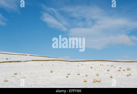 Moutons dans un champ neigeux en hiver. Scottish Borders. L'Ecosse Banque D'Images