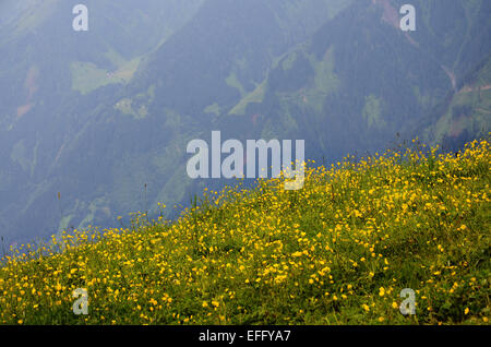 Penkenalm Ahorn, montagnes Zillertal Tirol Autriche Banque D'Images