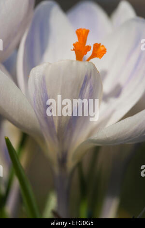 Floraison de printemps Crocus vernus 'Pickwick', Mars, Royaume-Uni Banque D'Images